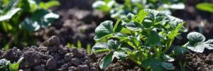 Micronutrients Are Actually No Small Thing