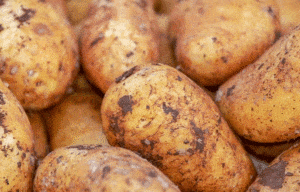 Potato Consumption As Effective As Carbohydrate Gels: Study