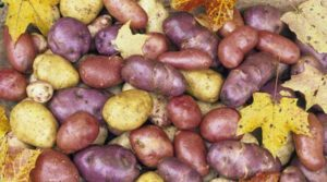 Potato Varieties Type for Baking Frying and Boiling