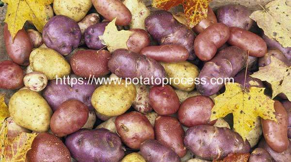 Potato-Varieties-Type-for-Baking-Frying-and-Boiling