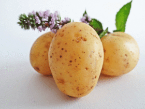 The ‘Flight to Vitality’ project: A fresh perspective on potato growth