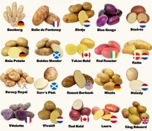 How to Choose Potato Type for Frozen French Fries Processing Line