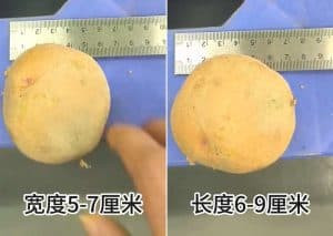 What Type Potato is Best for Frying Potato Chips Processing
